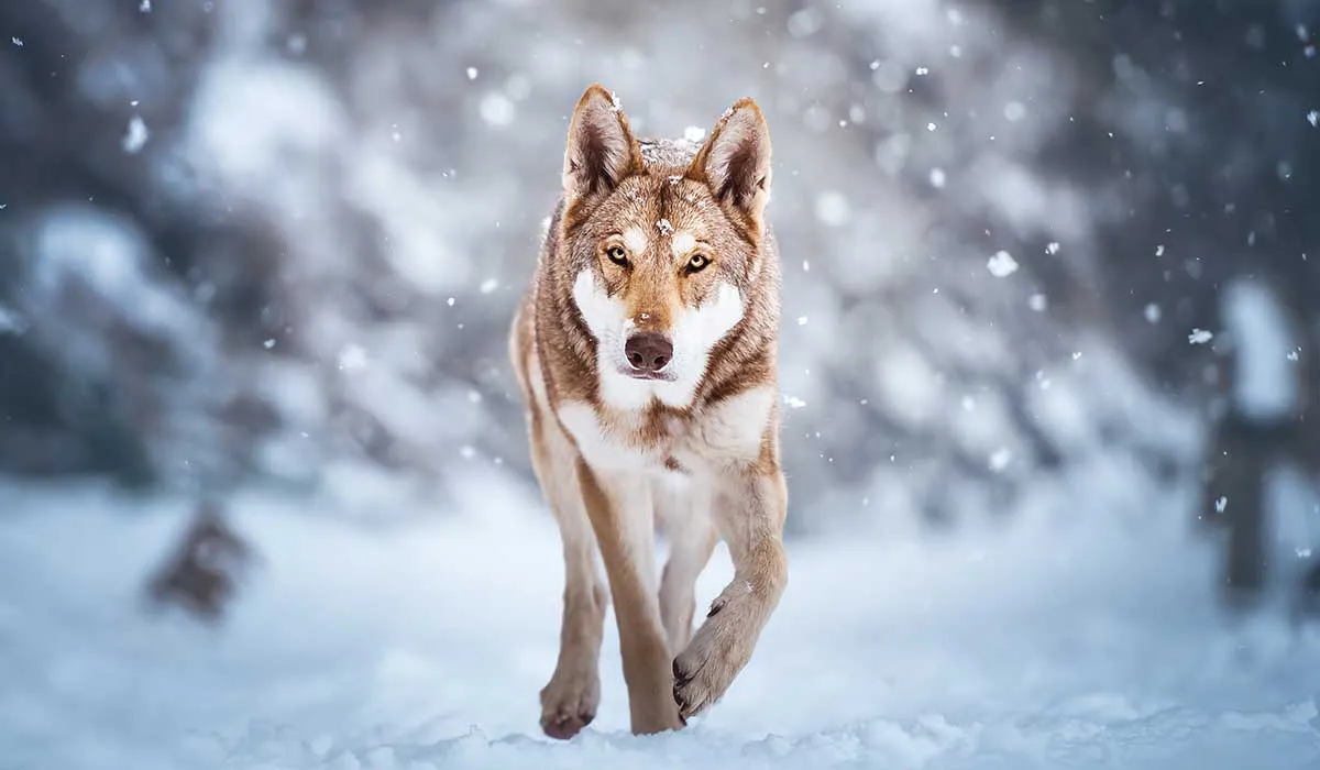 razas de perro que parecen lobos
