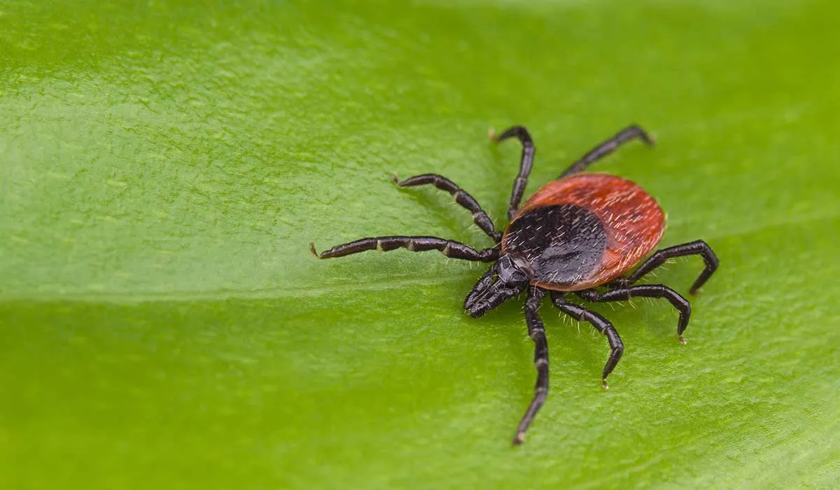 Yezo, un virus que se descubrió recientemente en Japón