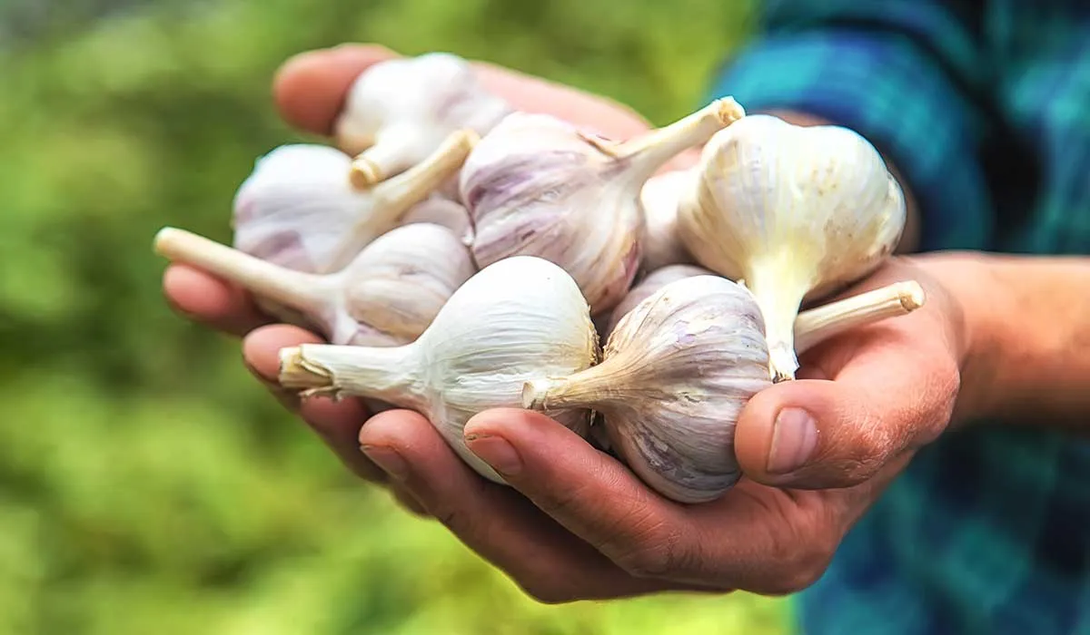 aprovecha los beneficios que el ajo tiene para ti