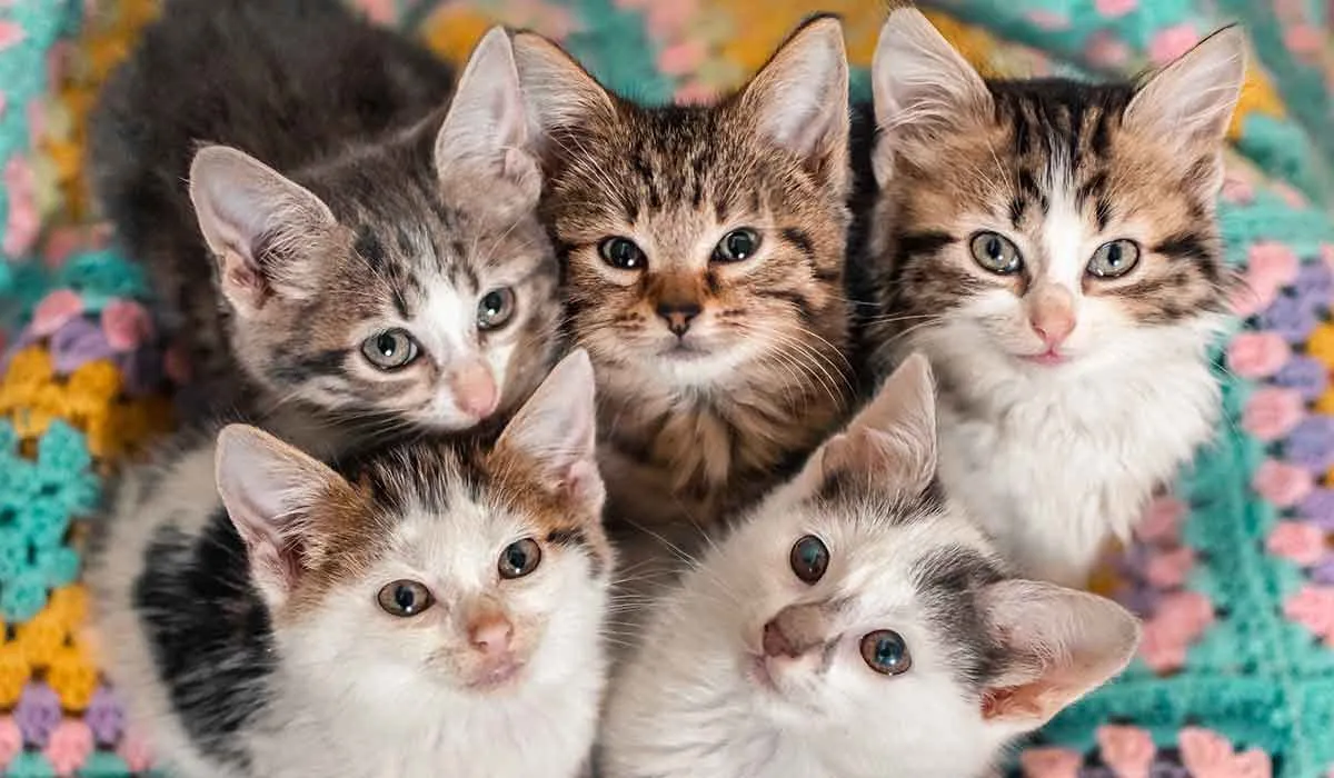 patrones de color en el pelaje de los gatos