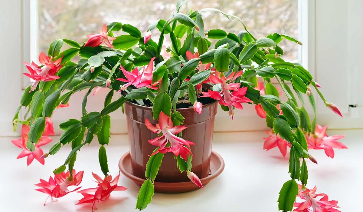 plantas difíciles de matar