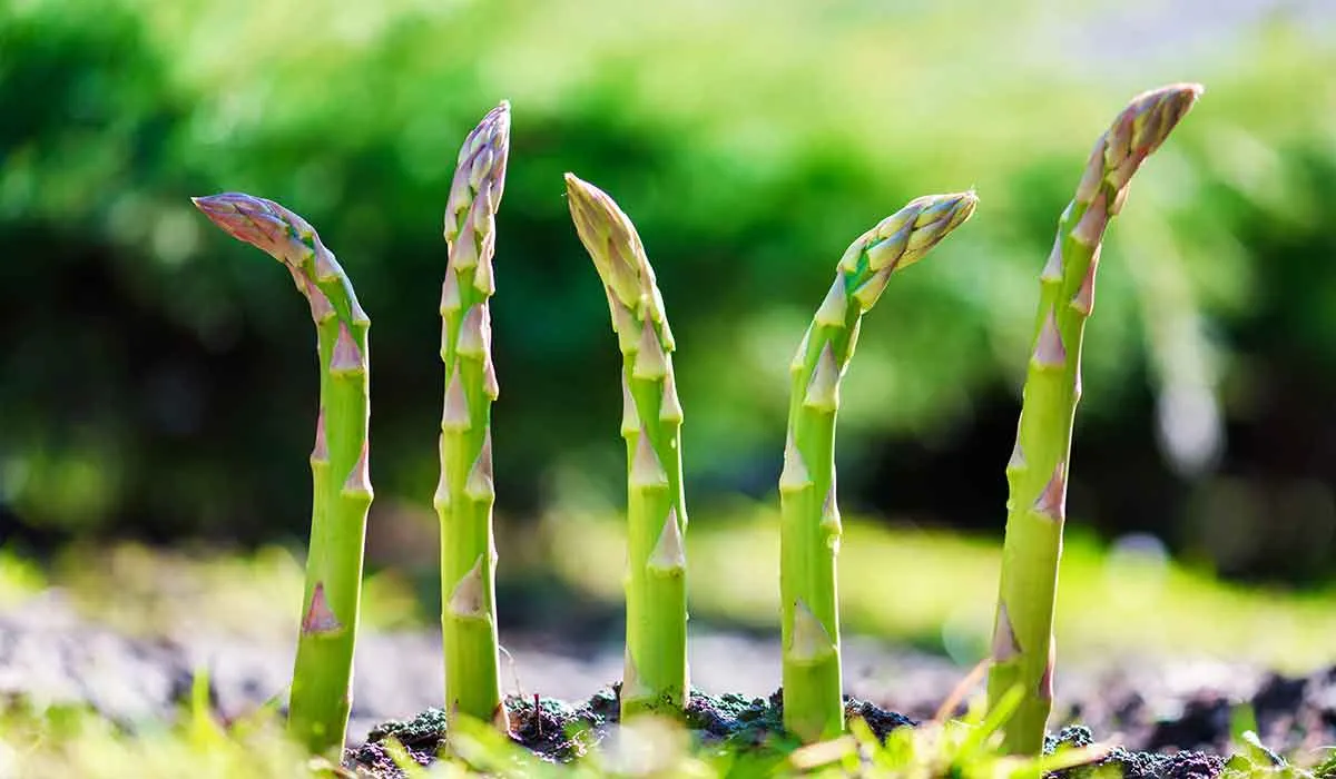 los espárragos pueden ayudar contra la humedad y el moho
