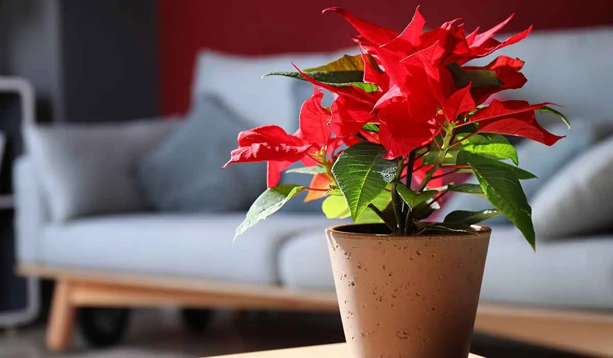 planta nochebuena es tóxica para perros y gatos