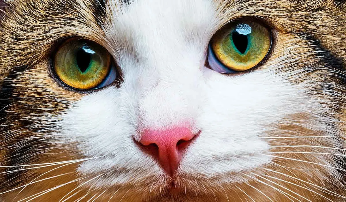 significado del color de los gatos