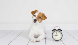 Esta es la curiosa forma en que los perros saben la hora