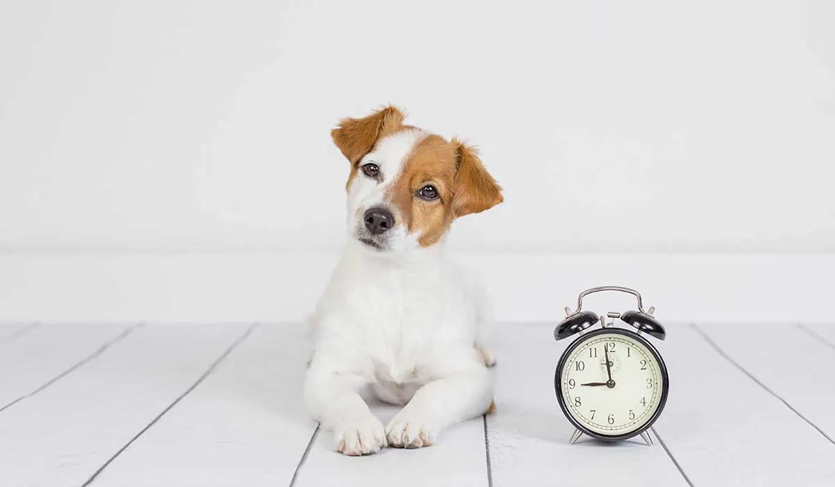 cuél es el reloj de los perros
