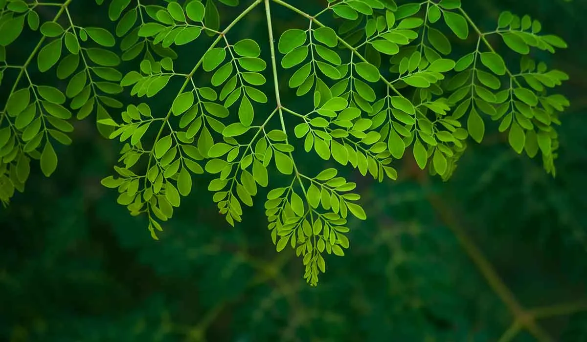 para que sirve la moringa