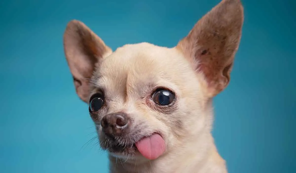cuál es el perro más difícil de adiestrar