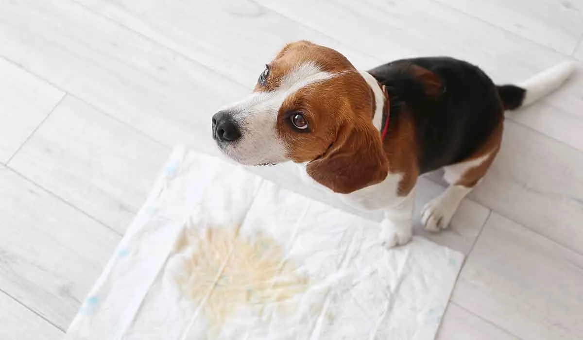 por qué los orines de perro se impregnan tanto