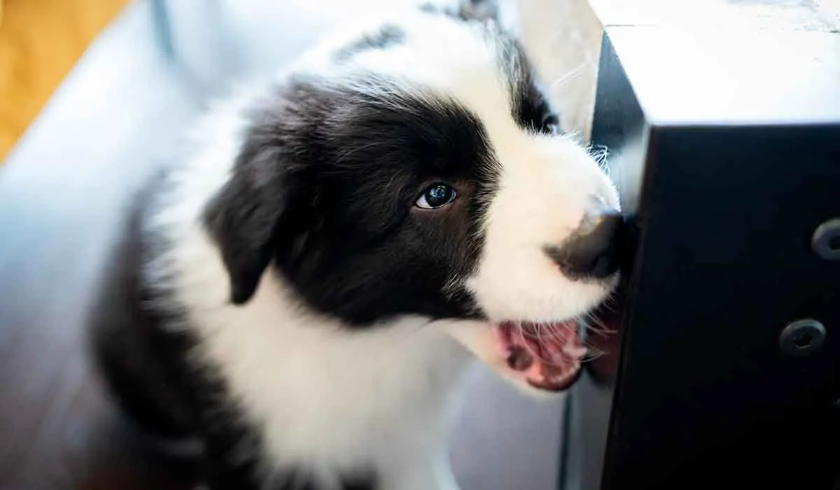 problemas comunes de comportamiento de un perro y cómo resolverlos