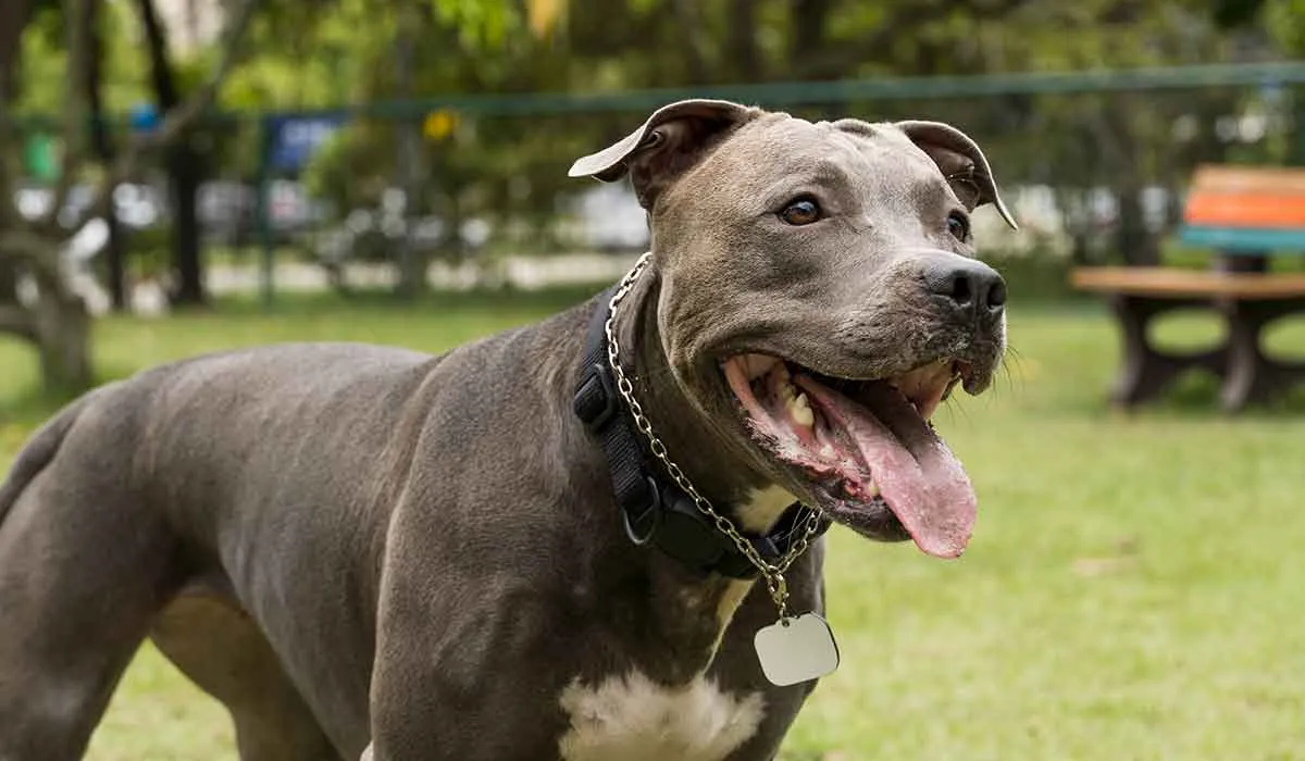 las razas de perros más cariñosas
