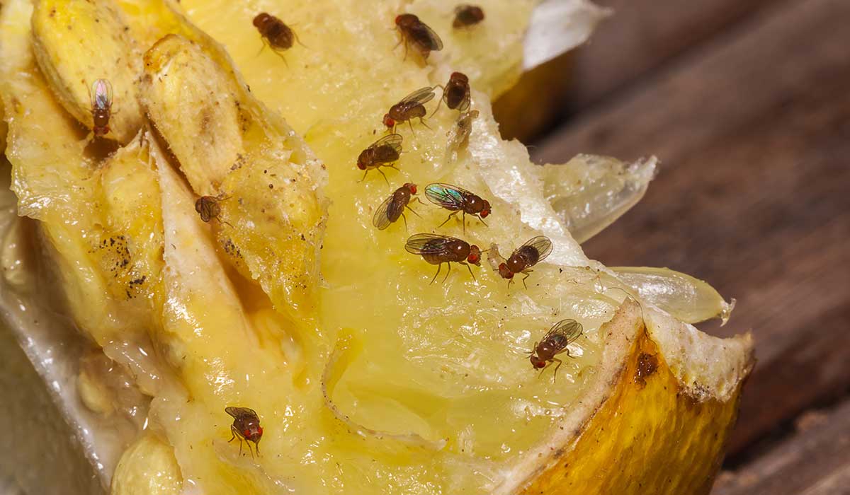 trampas para las moscas de la fruta que puedes hacer tu mismo