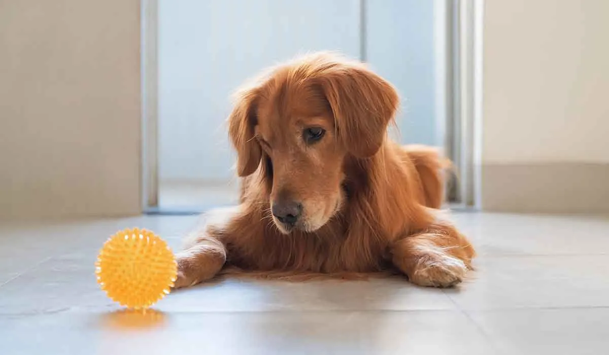 visión de los perros y qué colores pueden ver