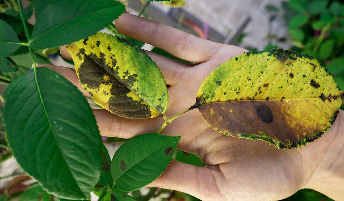 Cómo prevenir las manchas marrones en las hojas de tus plantas