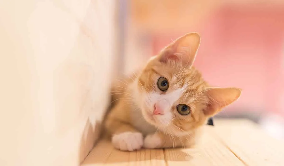 etapas de vida de un gato