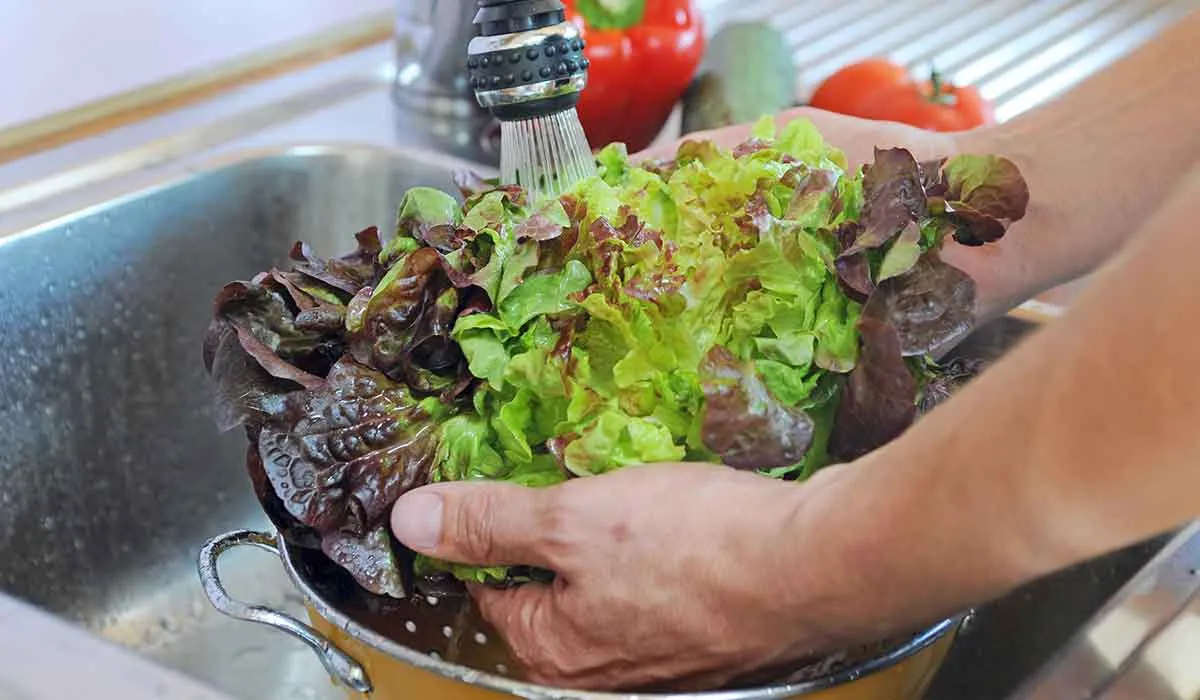 lava y seca correctamente tu lechuga