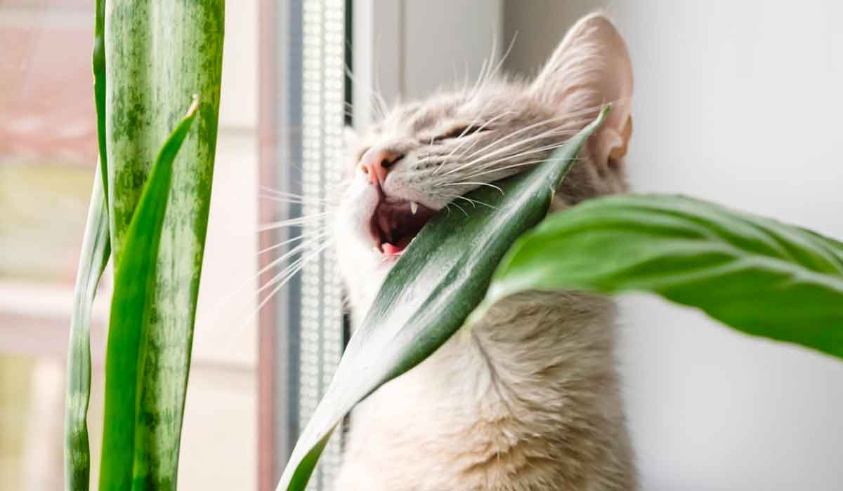 plantas toxicas para los gatos