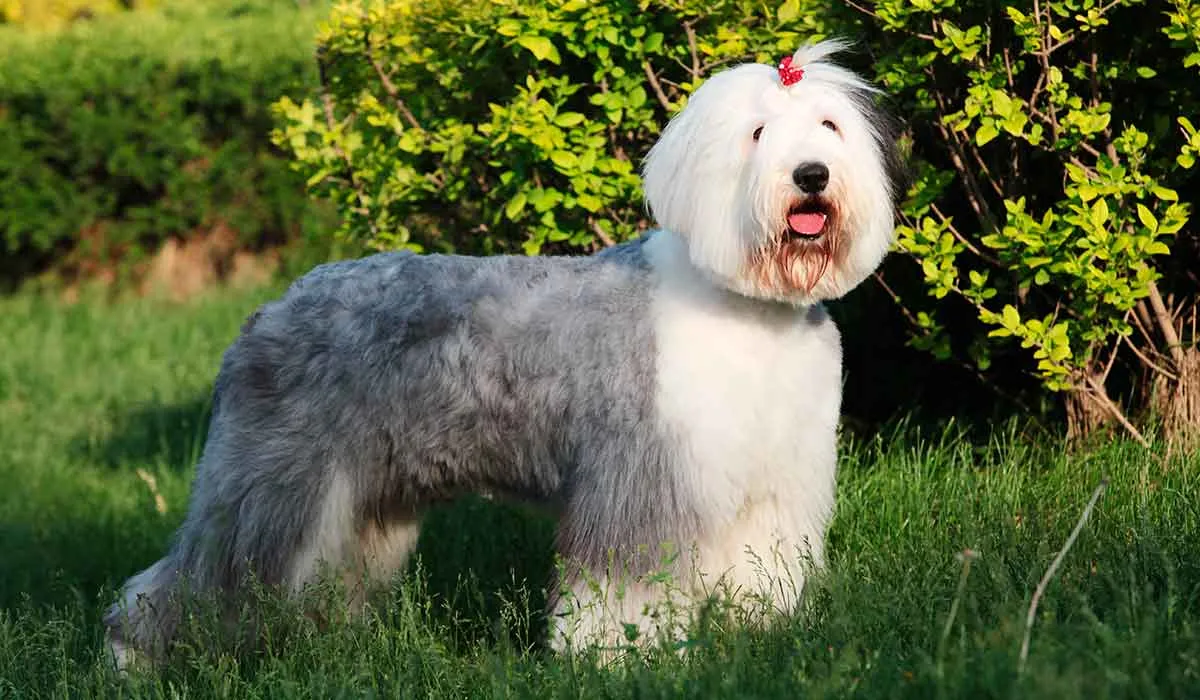 razas de perro que saludables