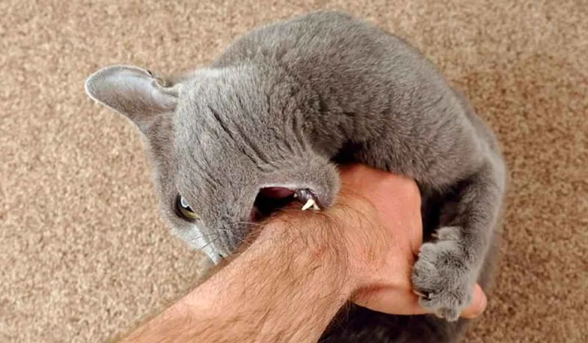 signos de que tu gato está molesto