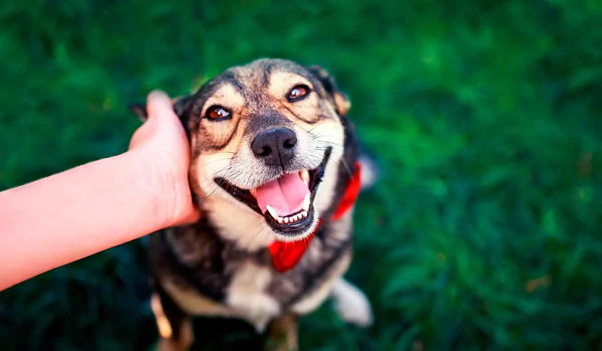 cosas importantes que tienes que saber sobre tu perro