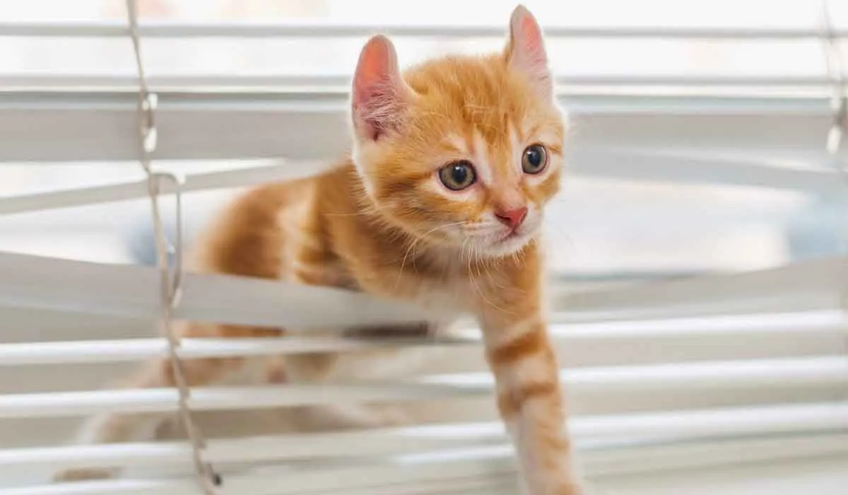 estas cosas pueden afectar a tu gato