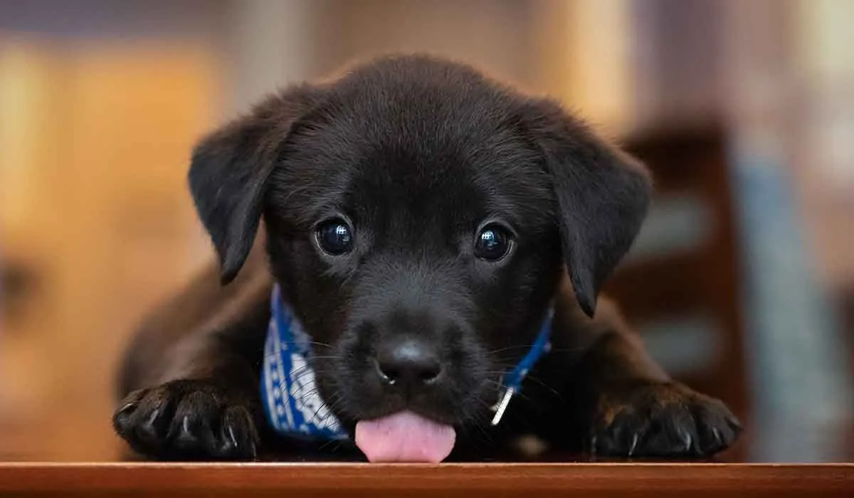 esto es lo necesario que debes hacer y tener si quieres cachorros