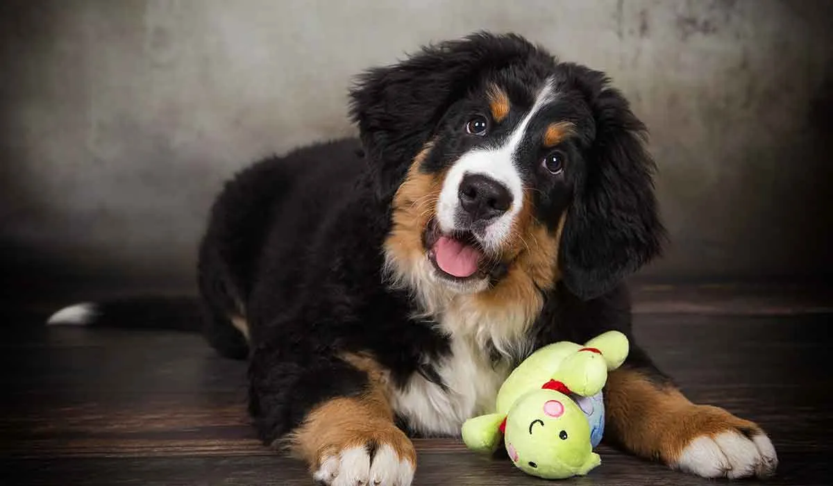 perros que puedes dejar solos en casa sin preocuparte