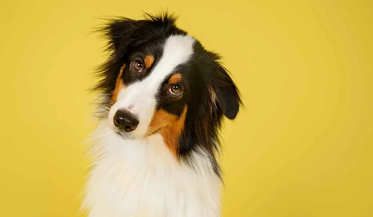por qué los perros inclinan la cabeza