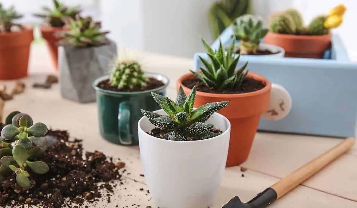 problemas en el cuidado de las suculentas