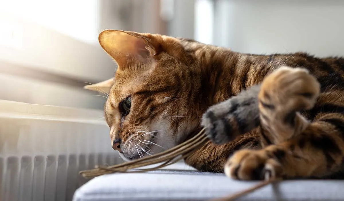 como saber la inteligencia de los gatos