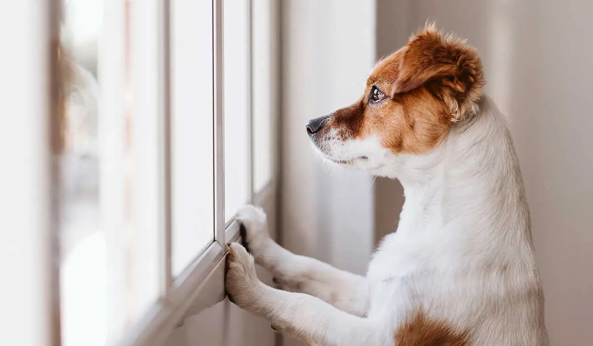 cuánto tiempo dejar a tu perro solo en casa