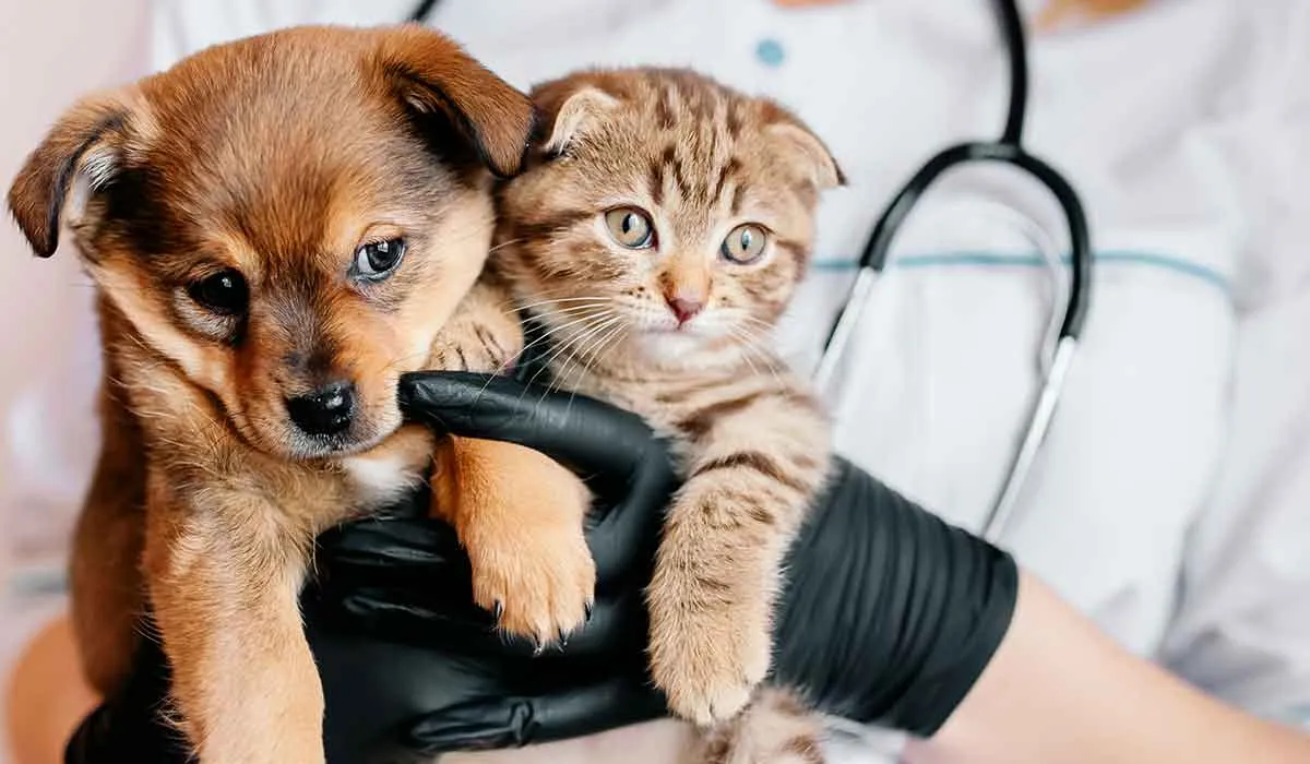la importancia de la vacunación de tus animales