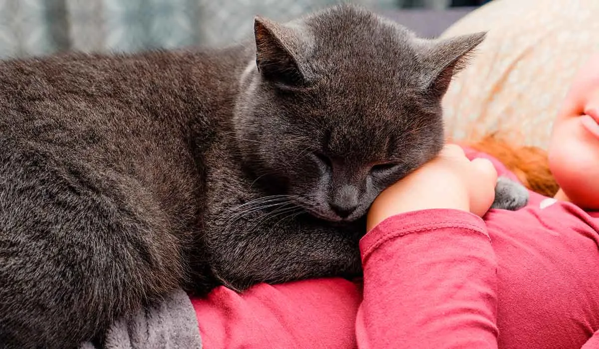 por qué los gatos duermen sobre las personas