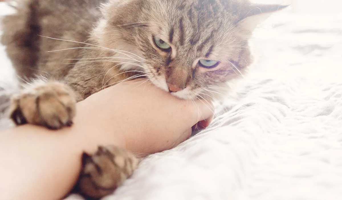 por qué me muerde mi gato