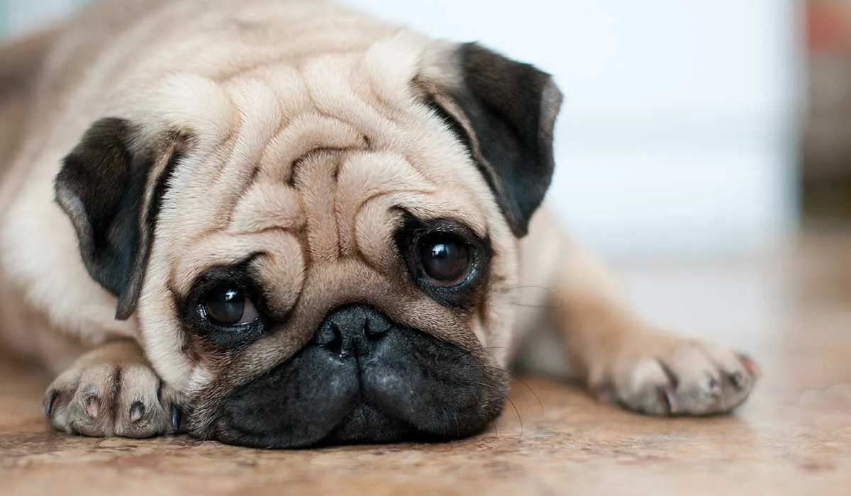 razas de perros que no muerden