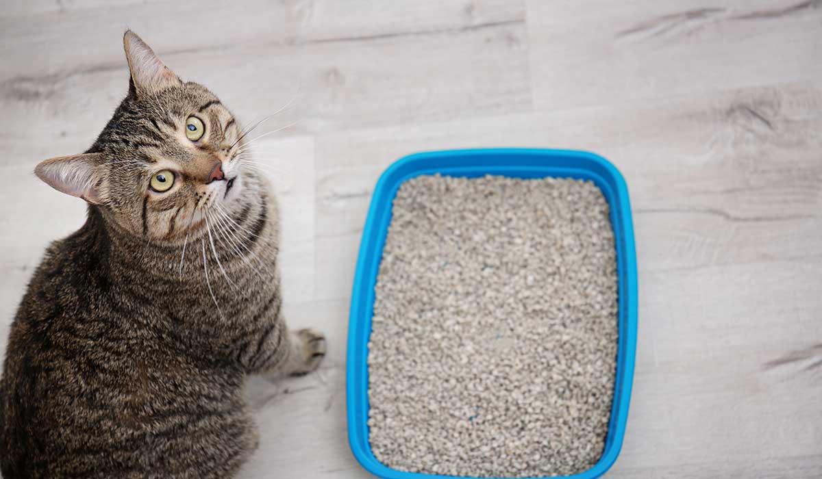 usos para la arena de gatos