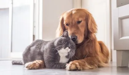 Perros que se llevan bien con los gatos 