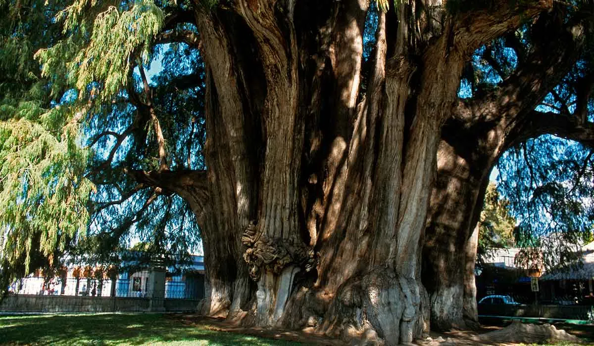ahuehuete, el nuevo árbol de la glorieta de Paseo de la Reforma