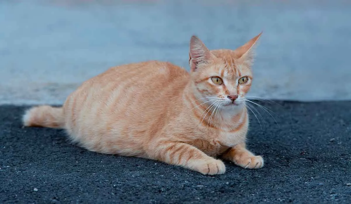 esto es lo que dura el embarazo de una gata
