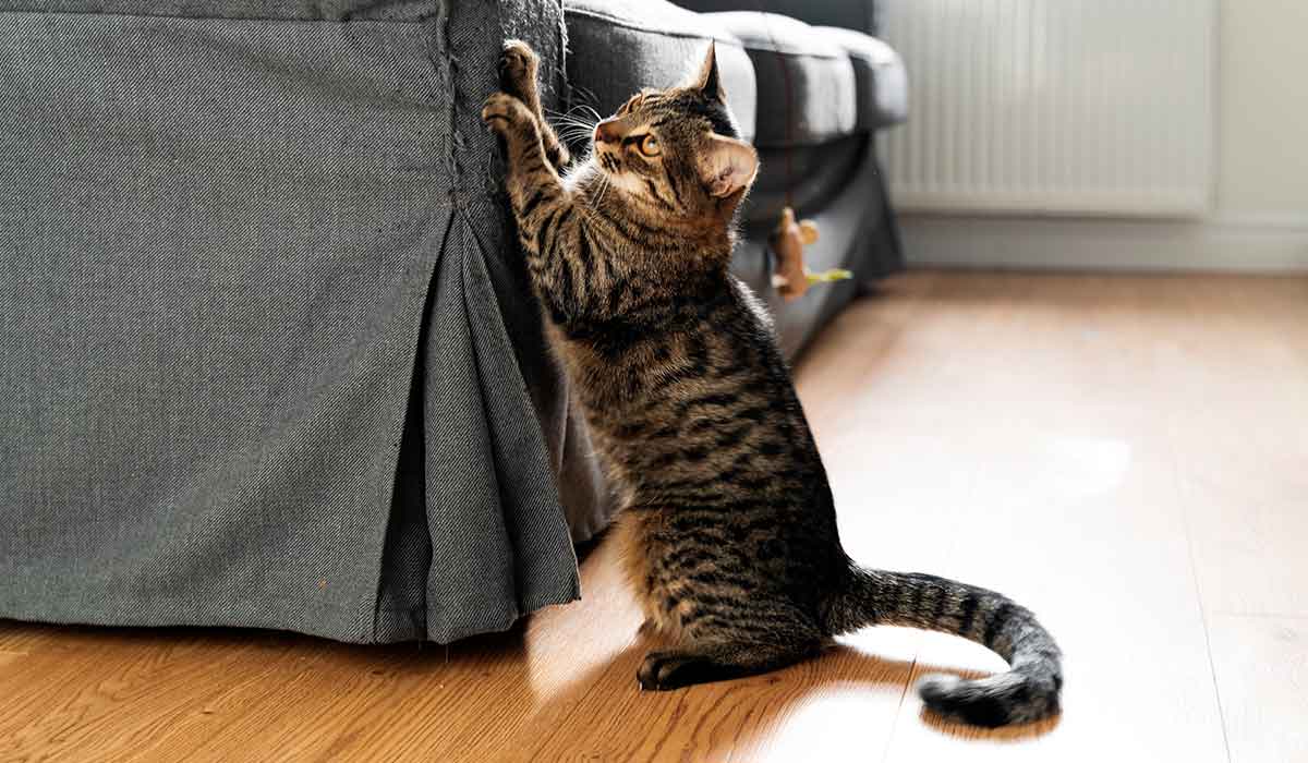 evita que tus gatos arañen tus muebles