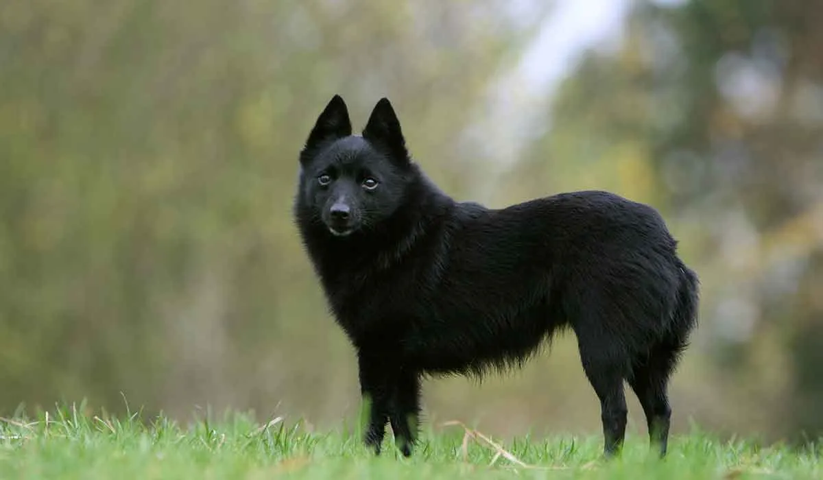 las razas de perros más inteligentes