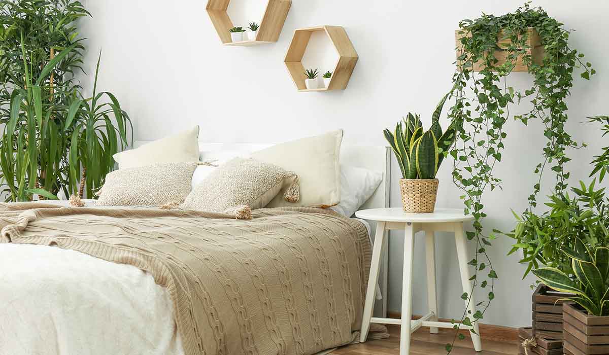 plantas en tu dormitorio para dormir mejor
