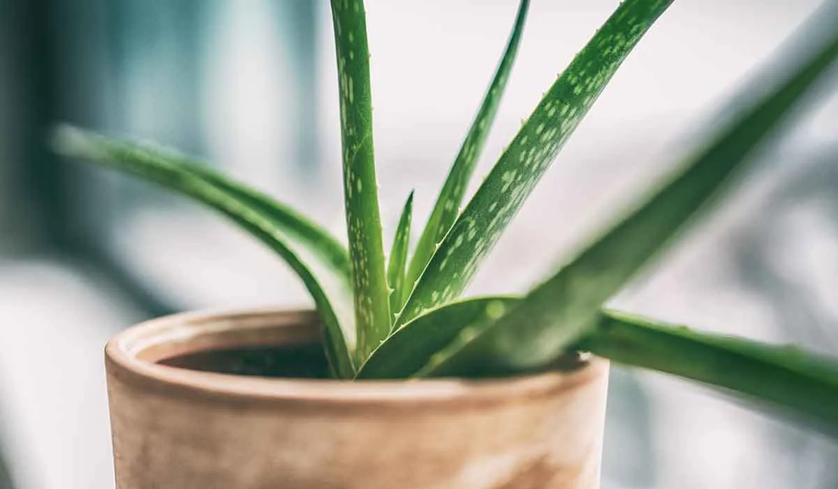 plantas que son tóxicas para mascotas y personas