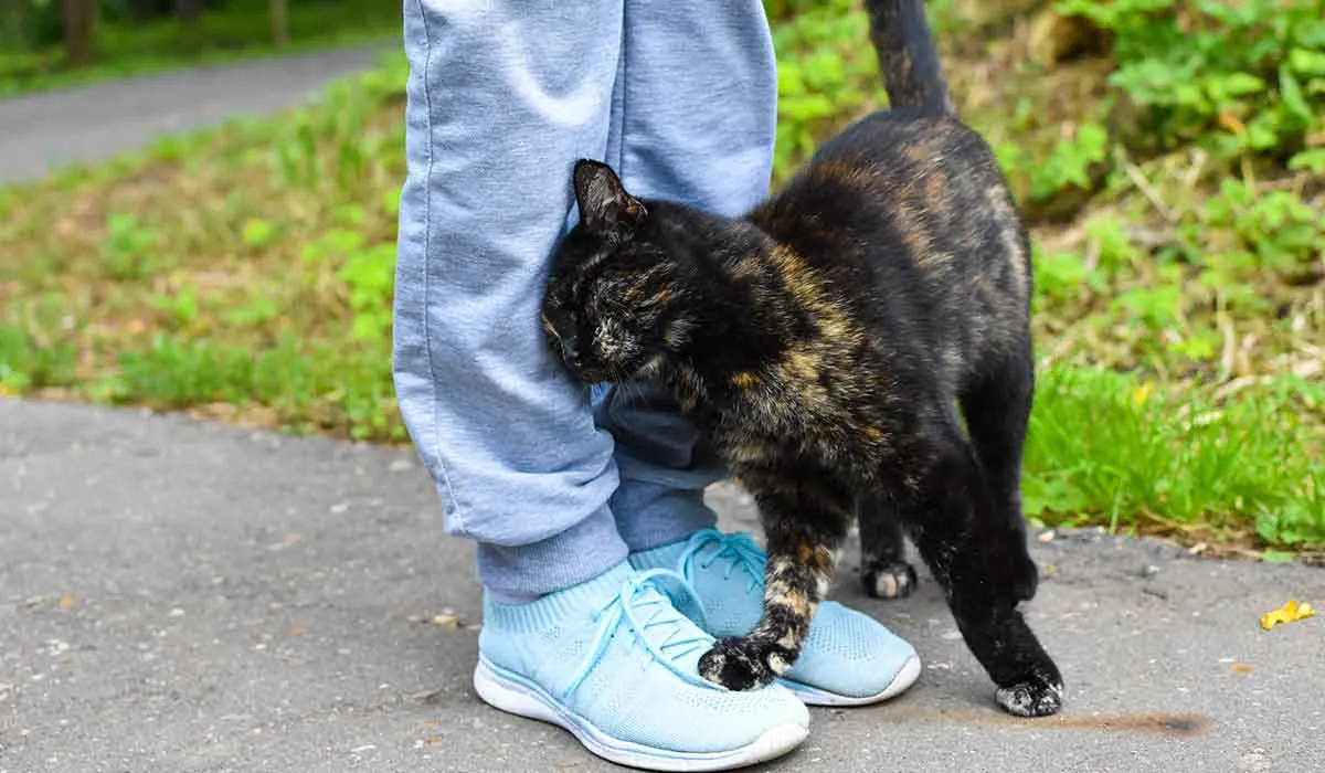por qué los gatos se frotan contra las personas