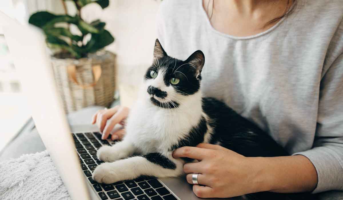 por qué tu gato se sienta sobre tu computadora