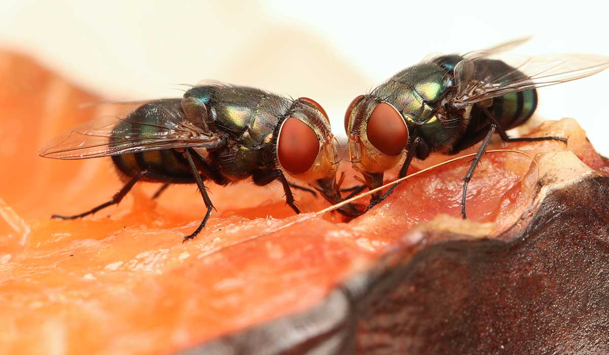 qué tan malo es que una mosca se pare en tu comida