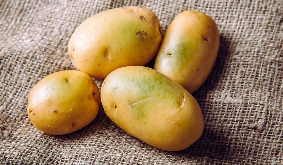 qué tan saludable es comer las papas con manchas verdes