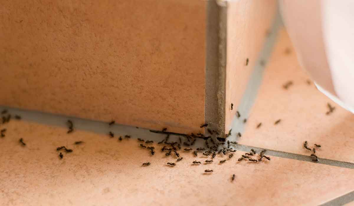 soluciones para terminar con las hormigas