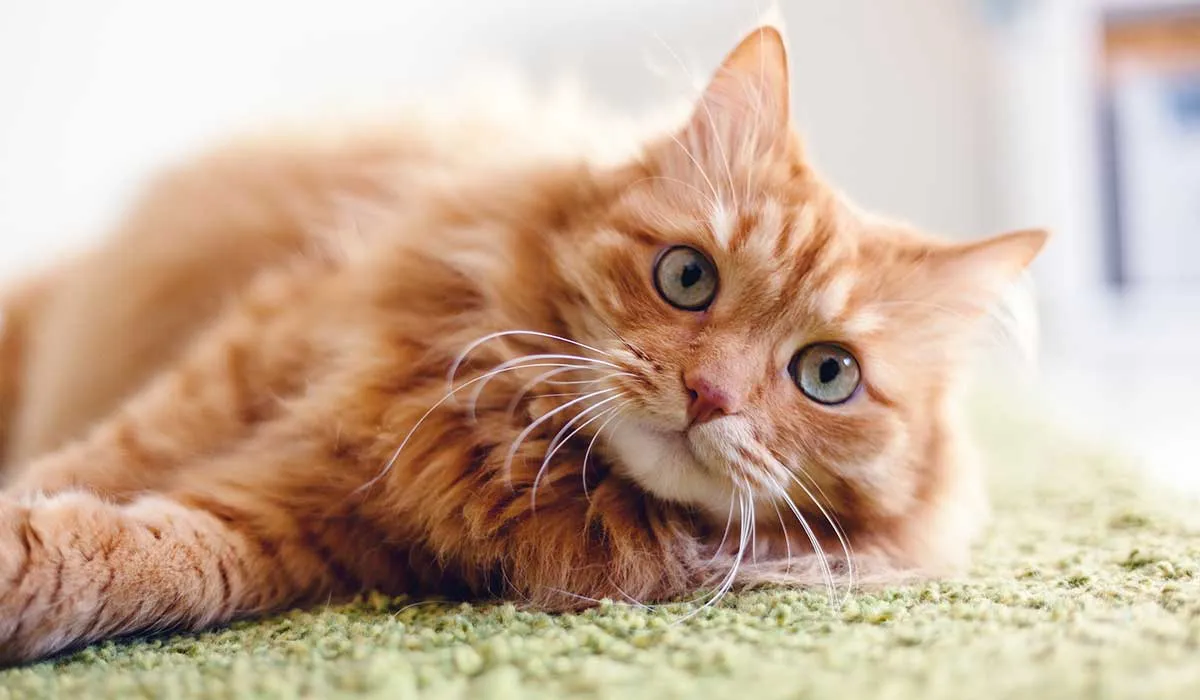 te decimos cómo quitar el olor a orina de gato