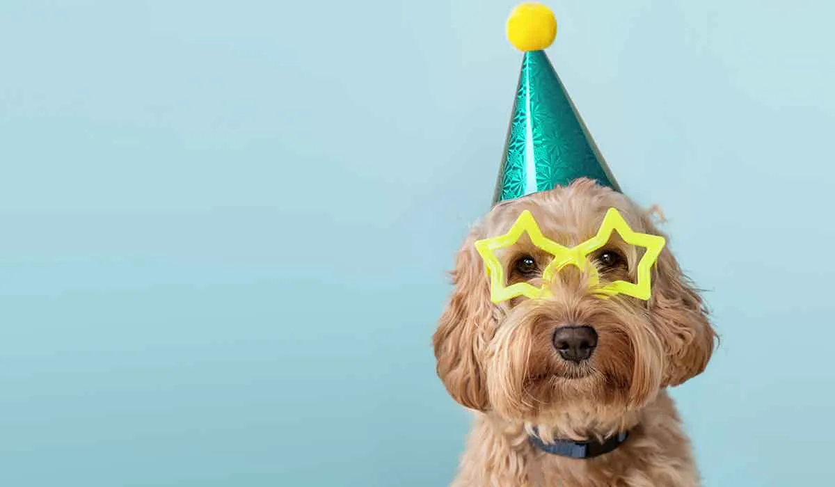 tu mascota puede vivir más tiempo con cuidados